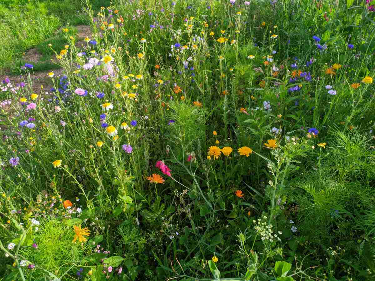 Tuin