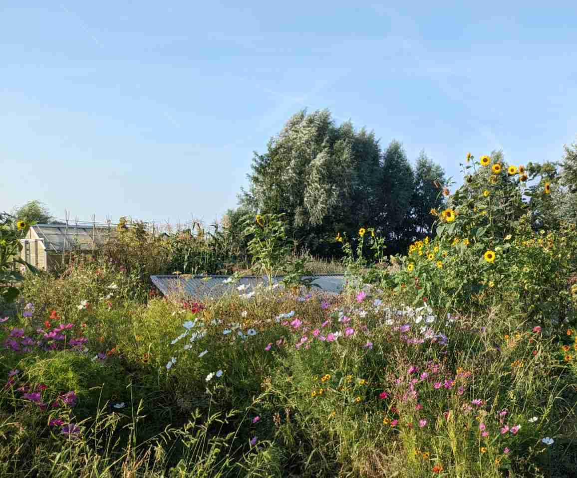 Tuin